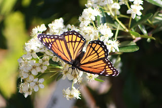 Viceroy on Pyracantha Vivero Growers Nursery