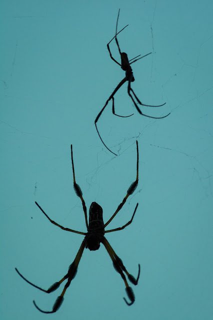 Golden Silk Orb-Weavers, Smith Oaks Sanctuary