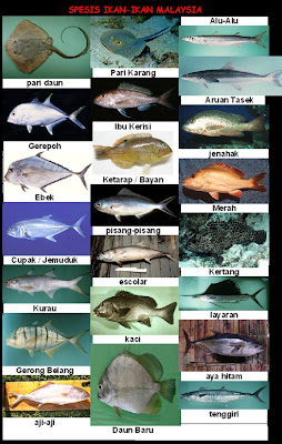 Jenis Jenis Ikan Di Malaysia 