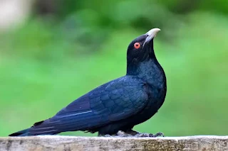 Amazing Facts About Koyal, Cuckoo in Hindi कोयल के बारे में 12 रोचक तथ्य।