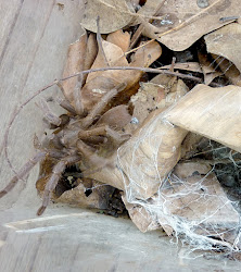 Magnetic Island Spiders.