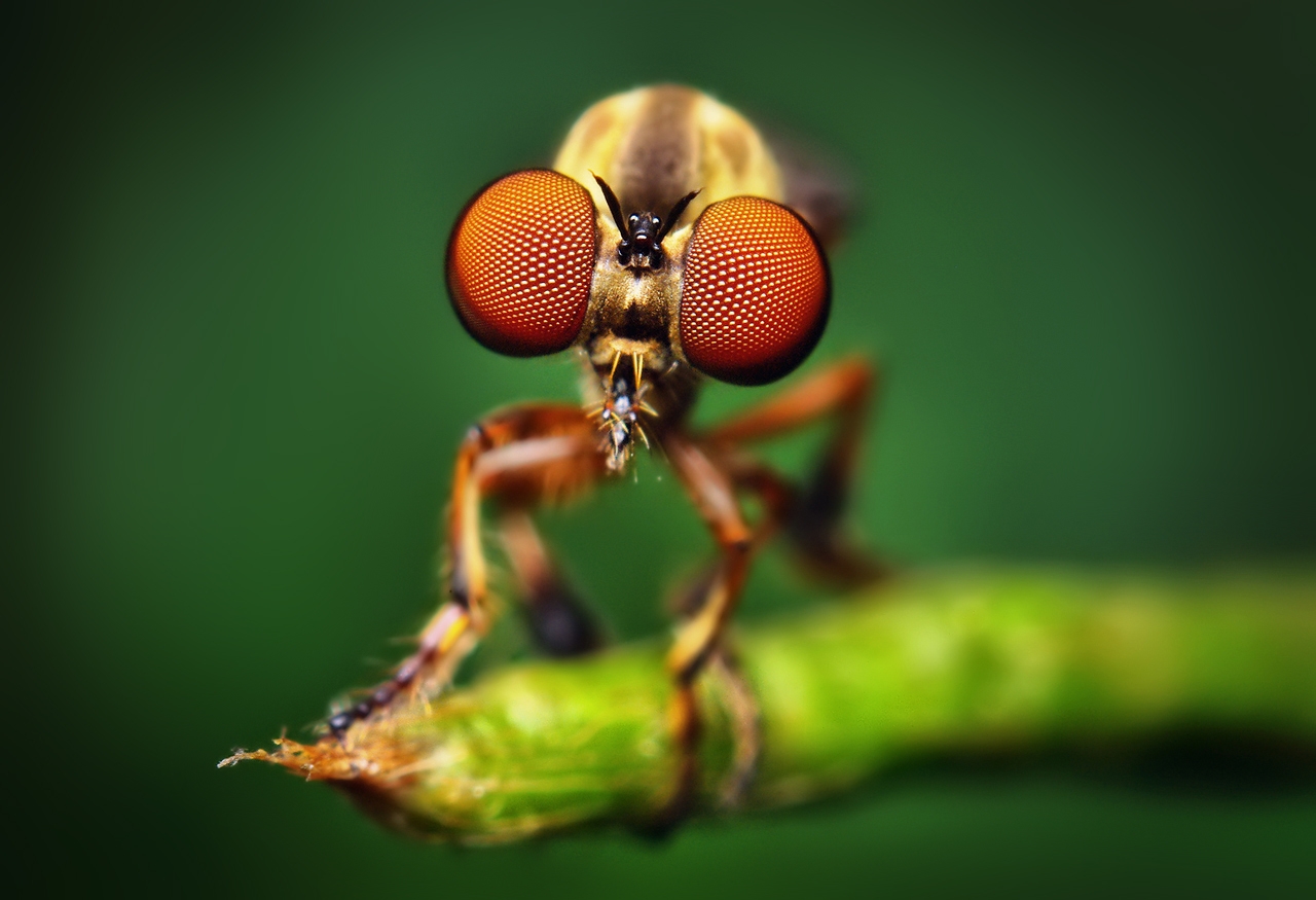 Free Desktop Wallpaper Animals Insects Fly