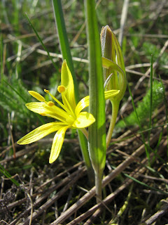 Gagea villosa, křivatec rolní