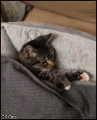 Cute kitten GIF • All you need is a loving kitty and her beloved Teddy Bear! [ok-cats.com]