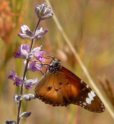 Lesser Wanderer butterfly Danaus petilia, Australia. Photo by Loire Valley Time Travel.