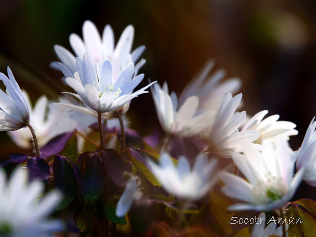 Anemone raddeana