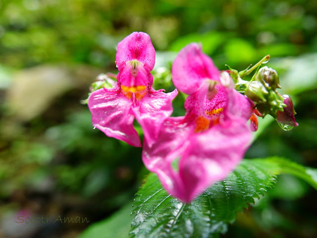 Impatiens textori