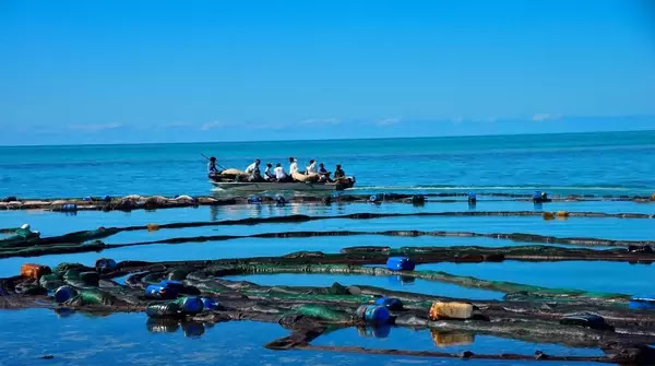 Mauritius oil spill: Tube to soak oil from water