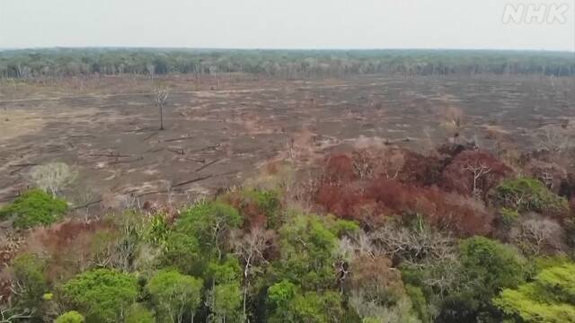 世界の失われた森林 30年で日本の面積の４倍以上に