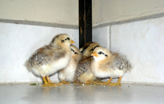 bantam chicks, La Ceiba, Honduras