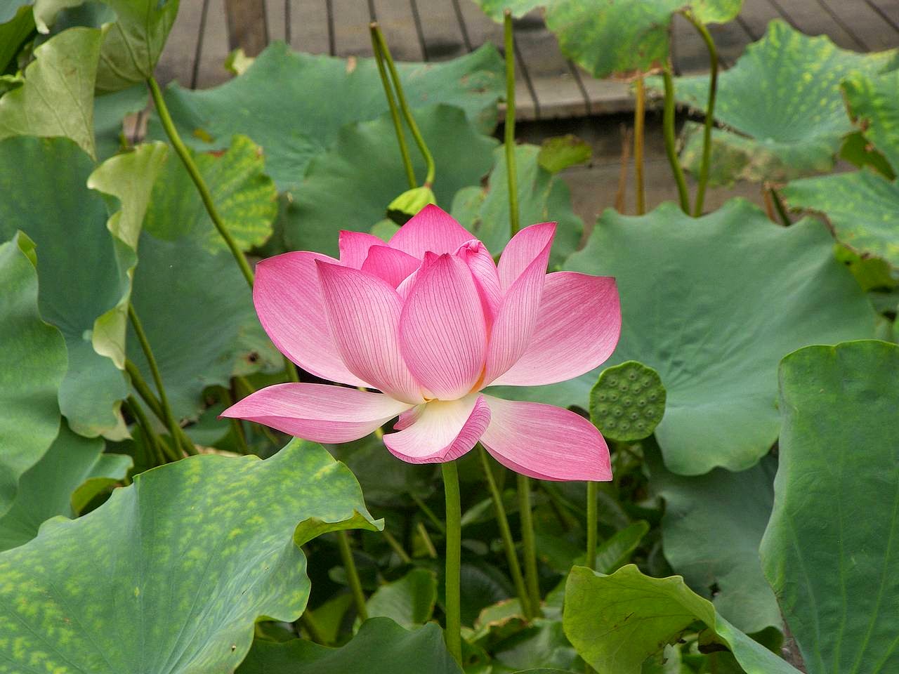 Gambar Bunga Lotus