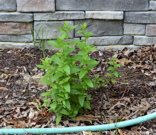 mint plant transplanted from Buckhill