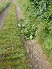 hedge_trimmings