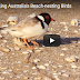 NO 40 ; Hooded Plovers