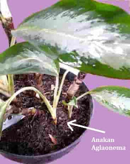 2 Cara Memperbanyak Tanaman Aglaonema yang Paling Mudah