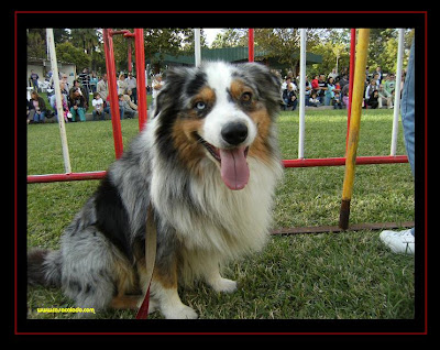 australian shepherd in obedience