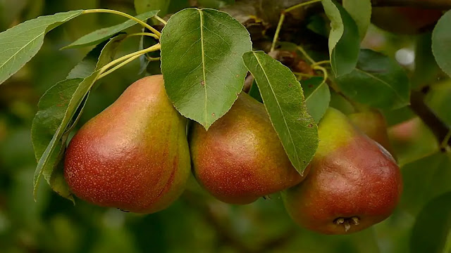 Dwarf Pears