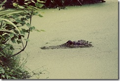 IMG_0422 copy