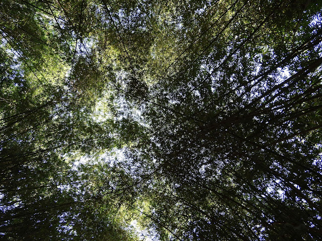 bamboo, assam, northeast, dibrugarh