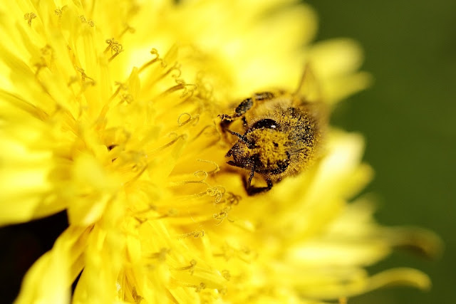 ABEJAS SOBRE FLORES DE DIENTE DE LEÓN.