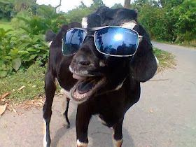 Funny animals of the week - 3 January 2014 (40 pics), goat wears sunglasses