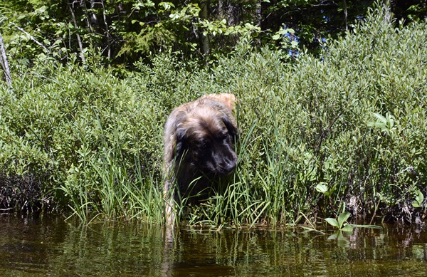 leonberger