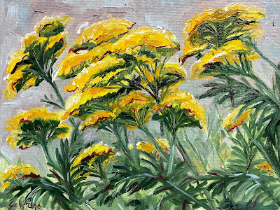 yellow flowers, yarrow, Schifano