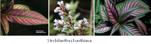 Herba & Tumbuhan: PECAH BELING (Strobilanthes crispus 