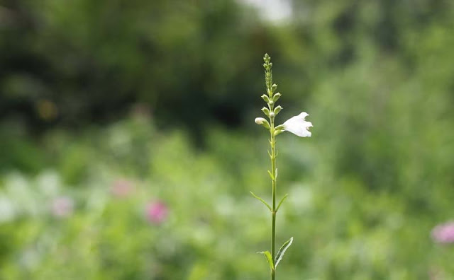 Physostegia Virginiana Flowers Pictures