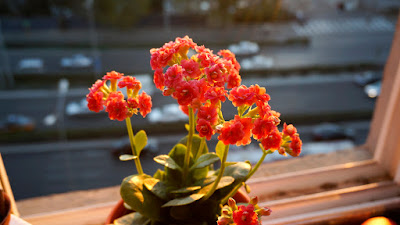 Kalanchoe plant - Widow's-thrill care and culture