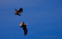 Pair of juvenile bald eagles over the north shore – PEI, June 7, 2016 – by Matt Beardsley