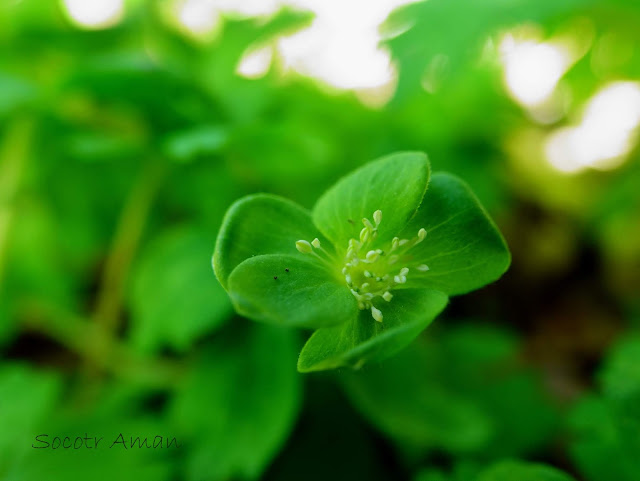 Anemone flaccida