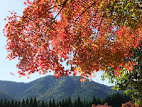 稗田野の里と真っ赤に紅葉したモミジ。