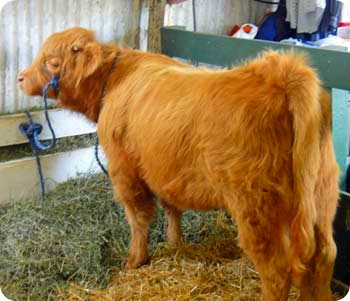 cow.scottish-highland-cattl