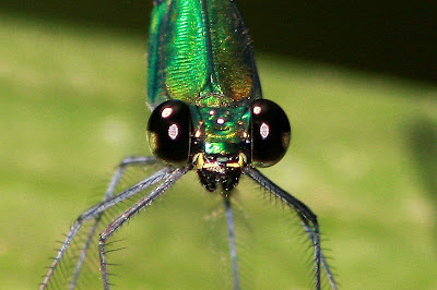 damselfly, insect mouthbarts, biting mouthparts, odonata