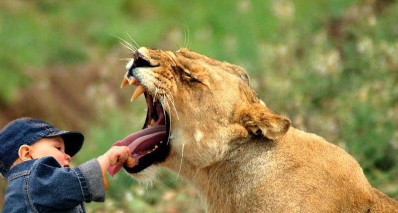 baby lion dentist