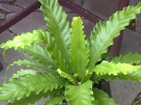 Birds Nest Fern