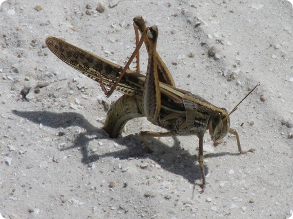 6 Grasshopper laying eggs