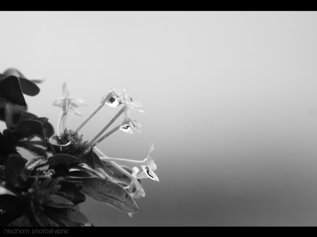 White Ixora and water drops