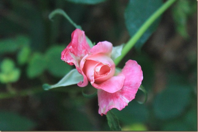 IMG_0380 IMG_0380