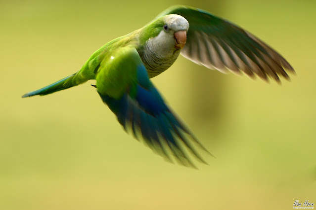 Parrot in Flight