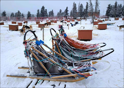 Dog Sleds at Sky High Wilderness Ranch, Whitehorse YK