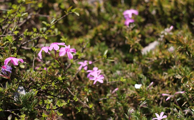 Phlox Subulata Flowers