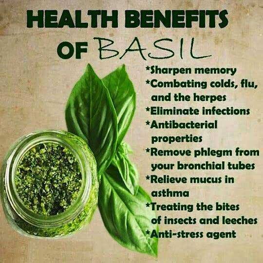 benefits of basil