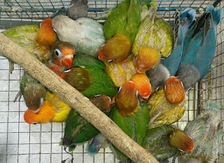 6 (ENAM) JENIS BURUNG BERKICAU YANG PALING BANYAK DITANGKARKAN.