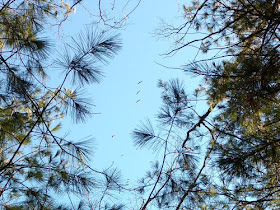 sandhill cranes high in sky