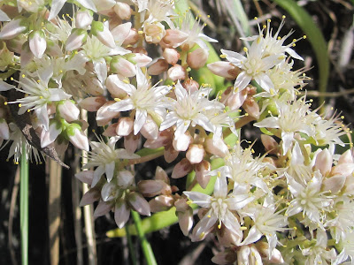 San Gabriel Mountains dudleya, Dudleya densiflora, San Gabriel Canyon