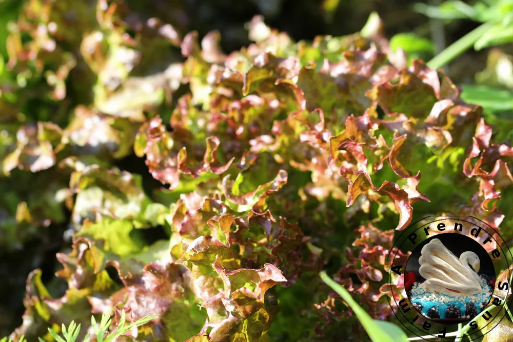 Tout savoir sur les salades (pas à pas en photos)