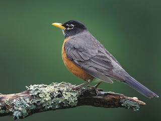 American Robin Bird Desktop