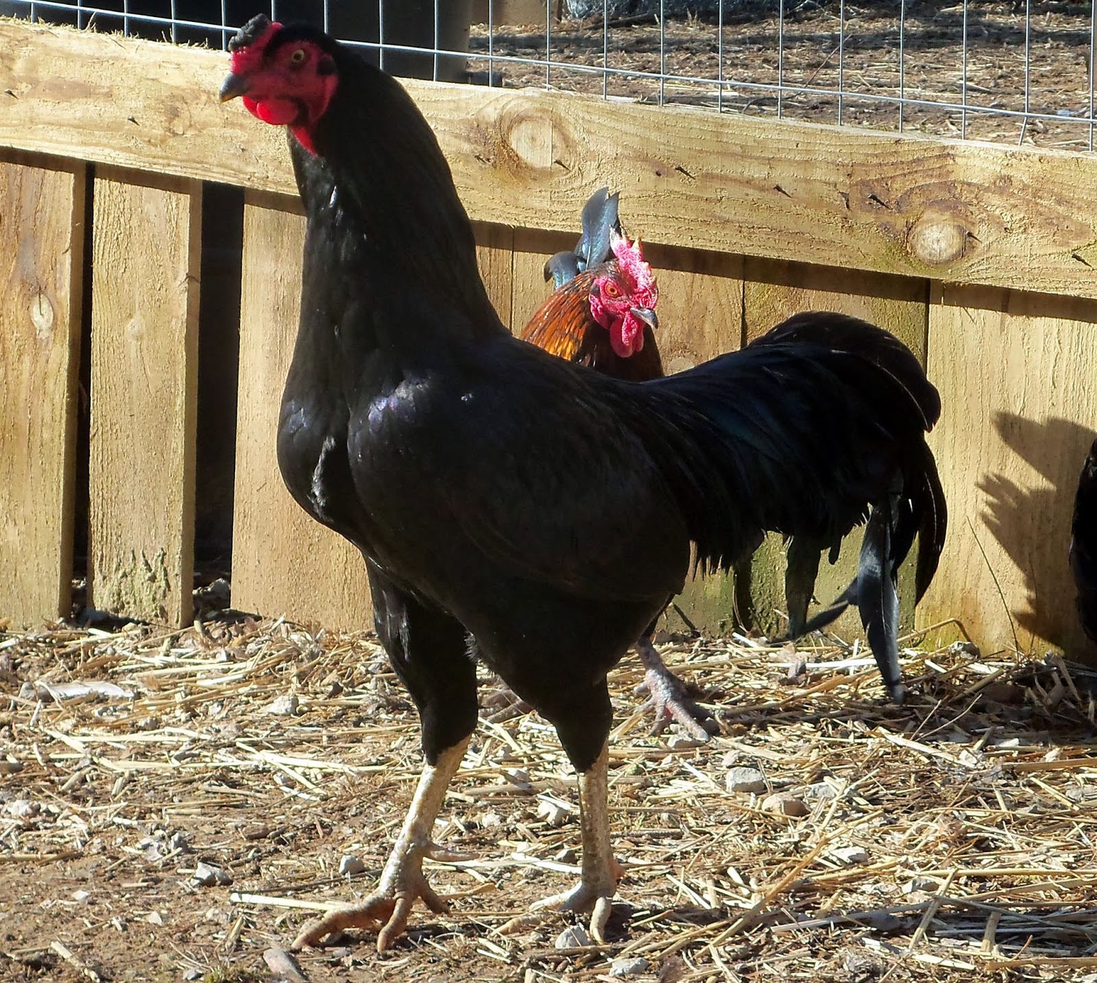 The Thailand game fo   wl are big, tall chickens.